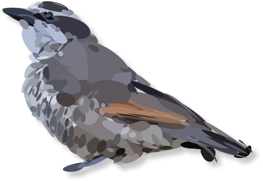 Female Greater Lophorina