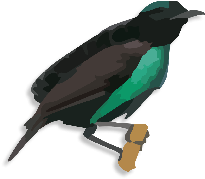 Male Greater Lophorina